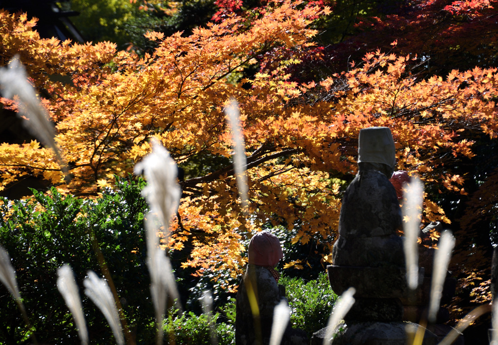 紅葉　黄