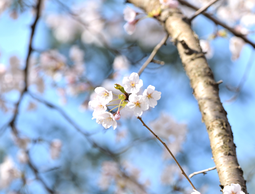 小枝から桜