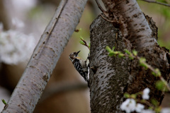 鳥屋野　桜と啄木鳥