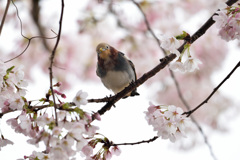コムクドリの桜詣で