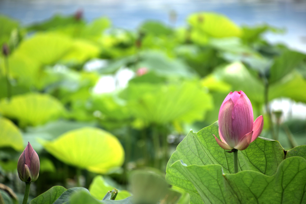 瓢湖の蓮