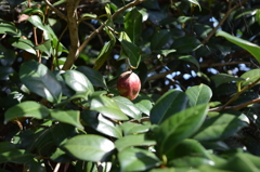 鳥屋野公園　博物館のそば