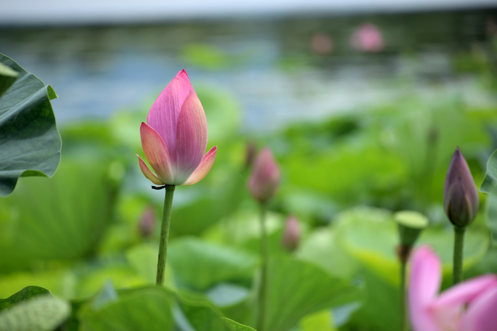 瓢湖の蓮