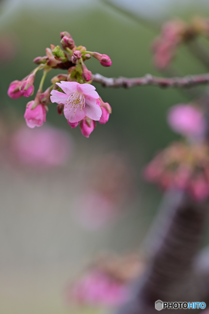 河津桜