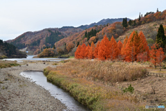 九頭竜湖の紅葉②