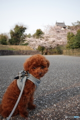 お花見　散歩