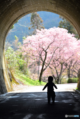 明日の桜