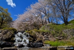 霞間ヶ渓の桜