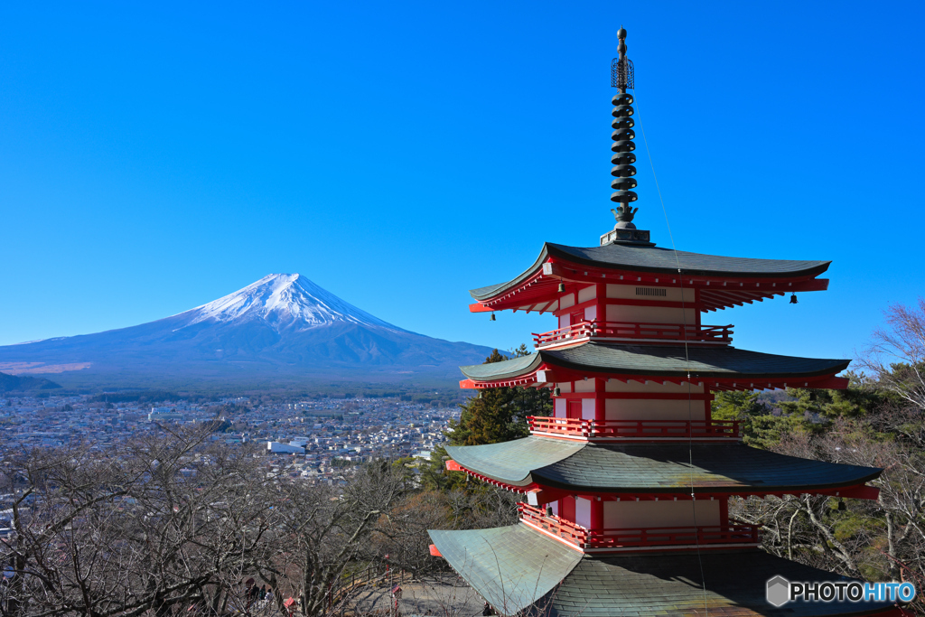 桜の花が　欲しかった。