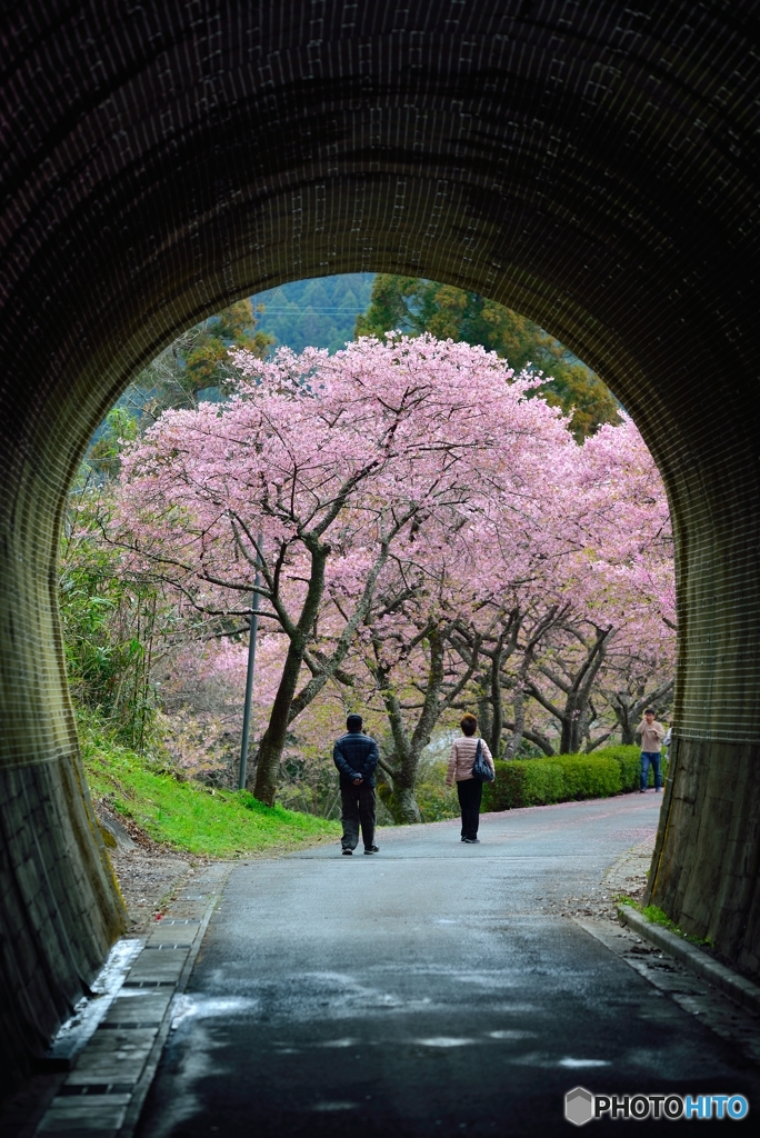 桜トンネル　（通称）