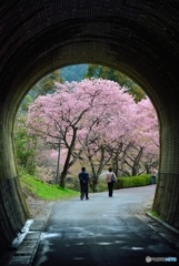 桜トンネル　（通称）