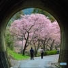桜トンネル　（通称）
