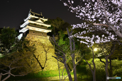 歴史公園の夜桜