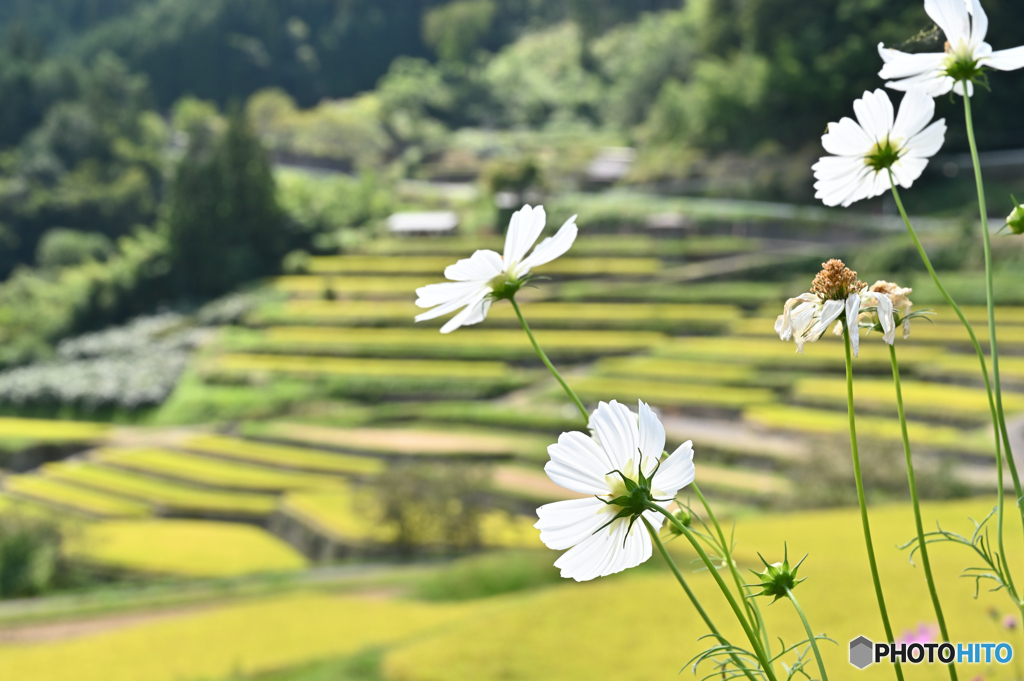 坂折棚田