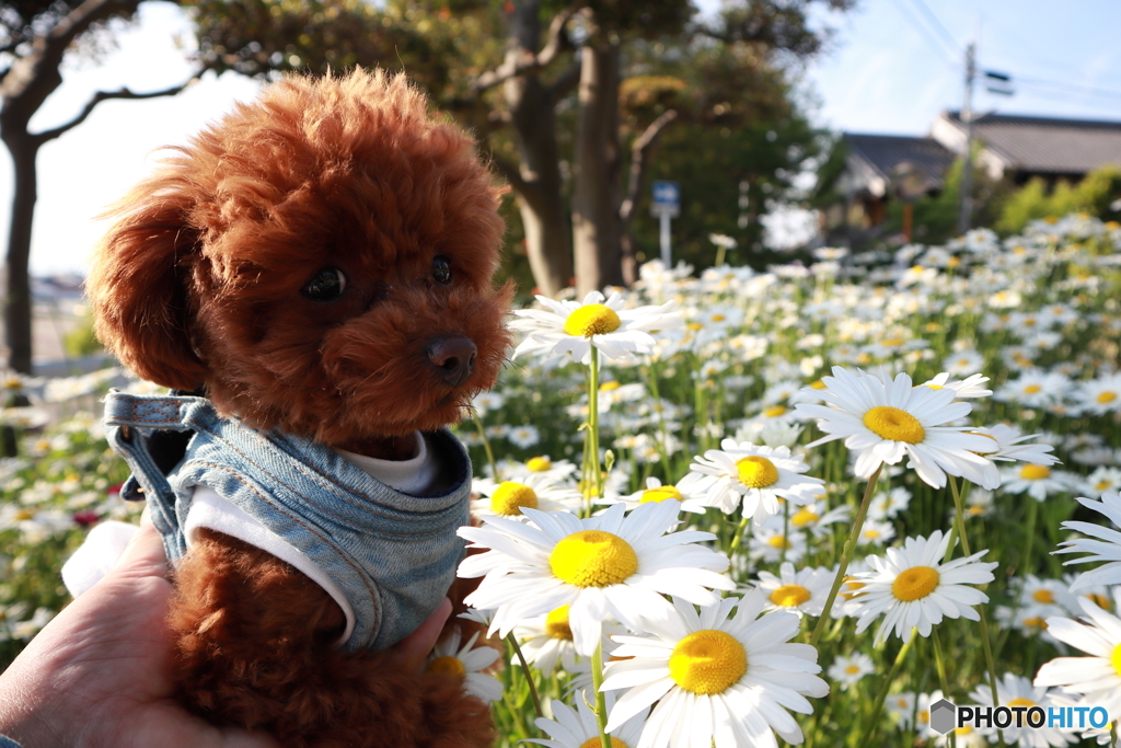 マーガレットと愛犬