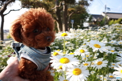 マーガレットと愛犬