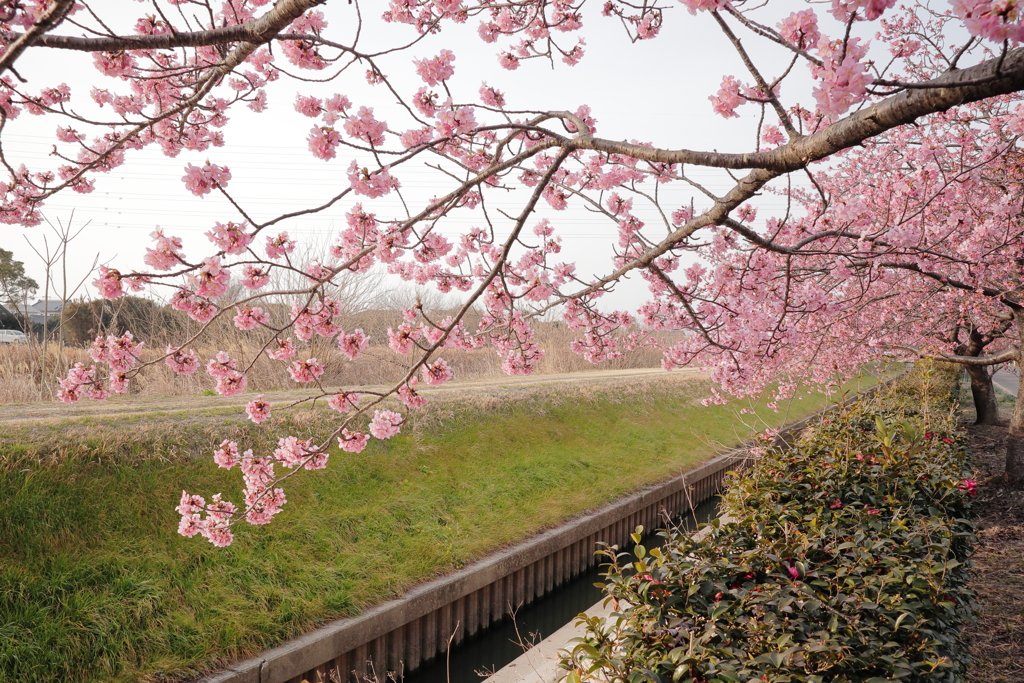 河津桜並木