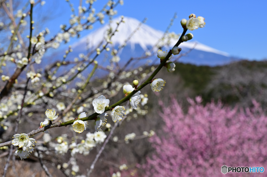 梅と富士山