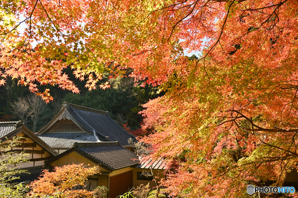 紅葉狩り