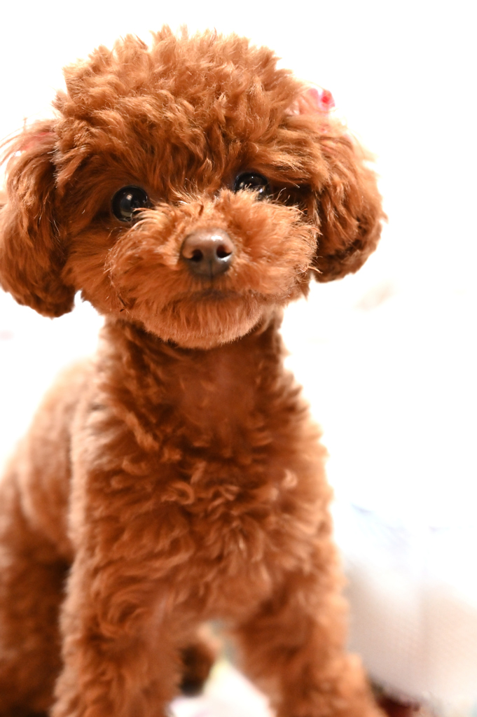 可愛い　愛犬