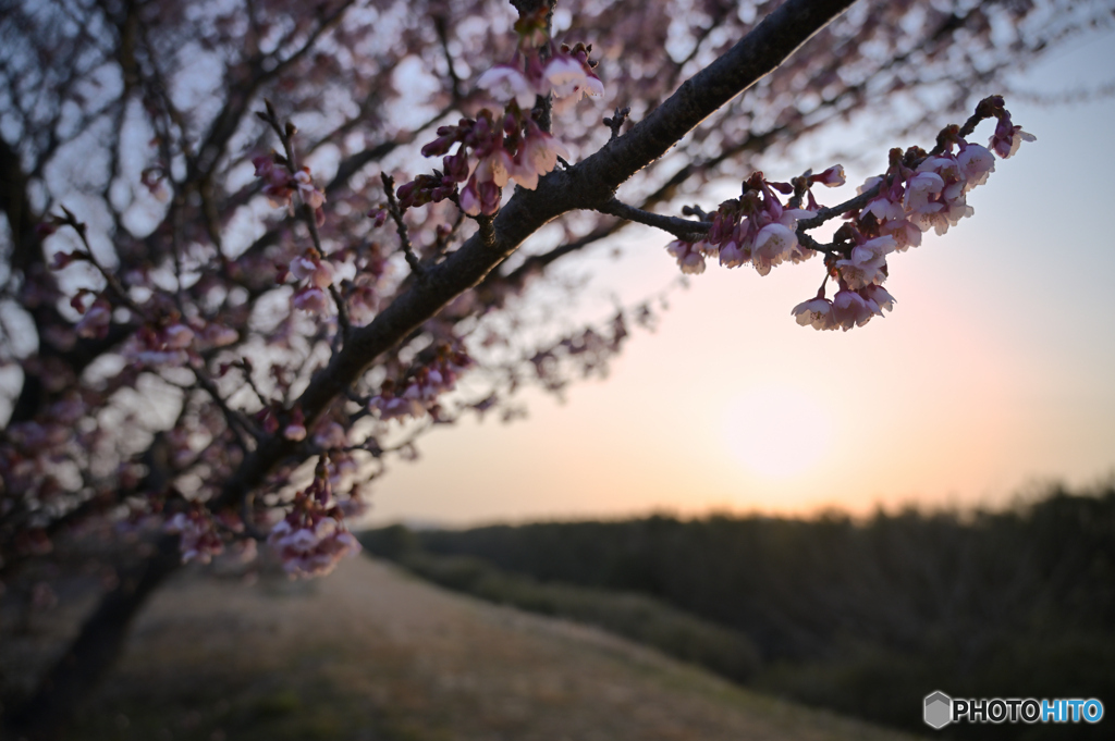 ふれあいの道　河津桜