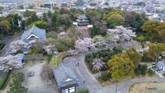 歴史公園の桜咲く