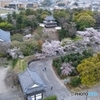 歴史公園の桜咲く