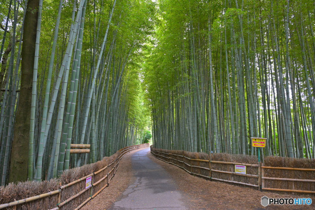 ちたの竹林