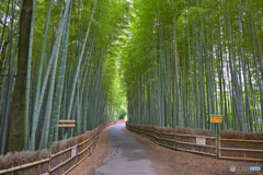 ちたの竹林