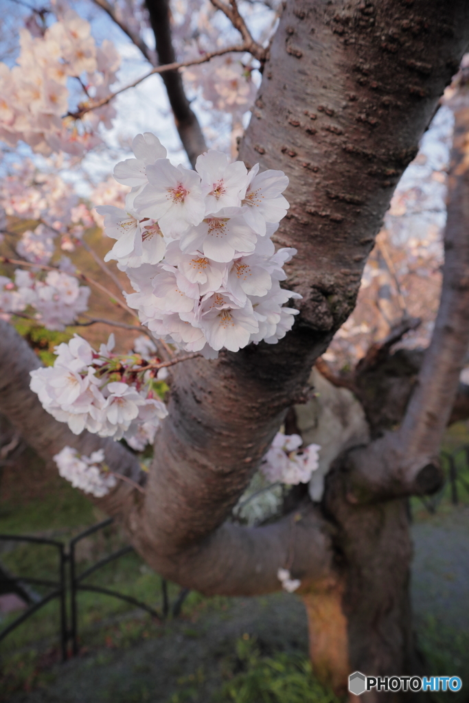 歴史公園の桜