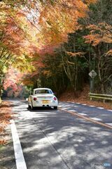 もみじ街道