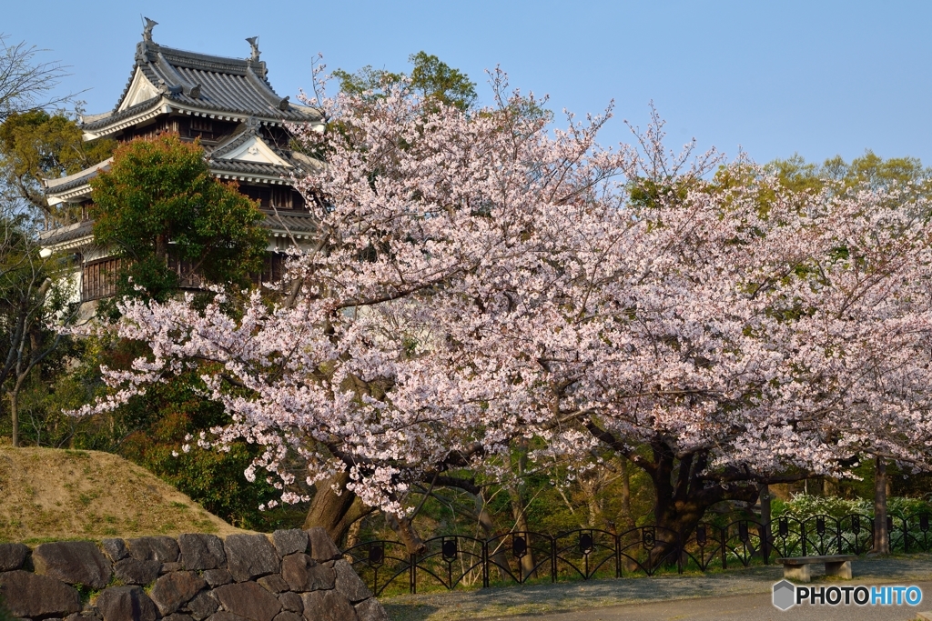 歴史公園の桜