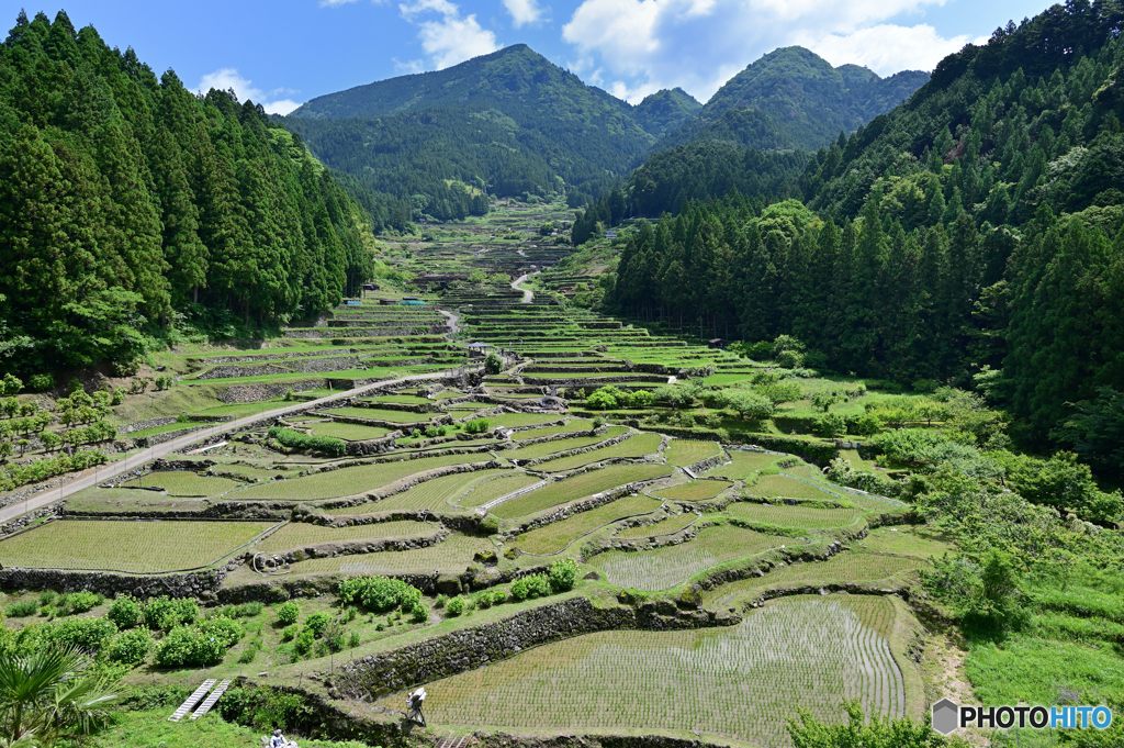 四谷の千枚田