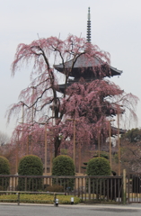 枝垂れ桜と五重塔