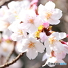 桜3