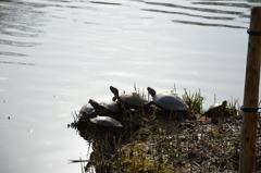 家族で日向ぼっこ
