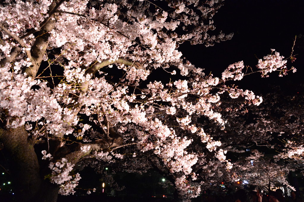 夜桜