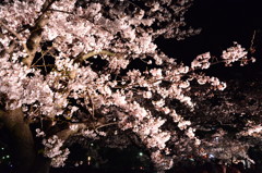 夜桜