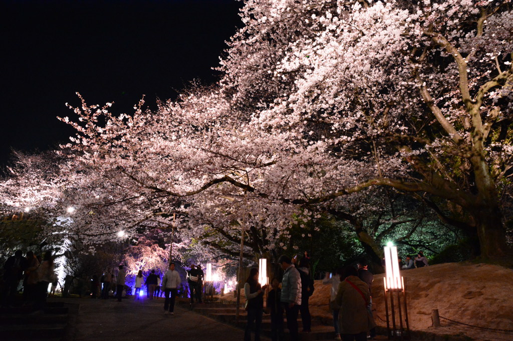 夜桜