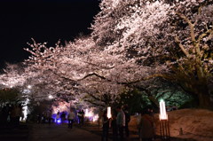 夜桜