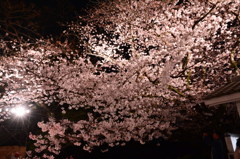 夜桜