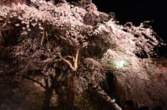 夜桜