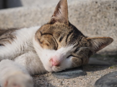 博多の野良猫