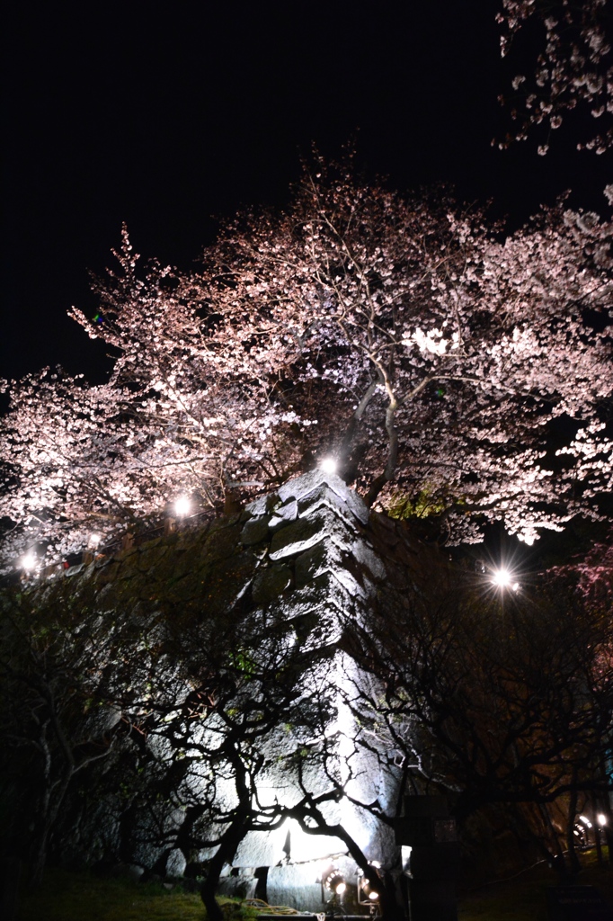 夜桜