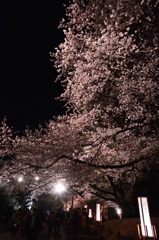 夜桜