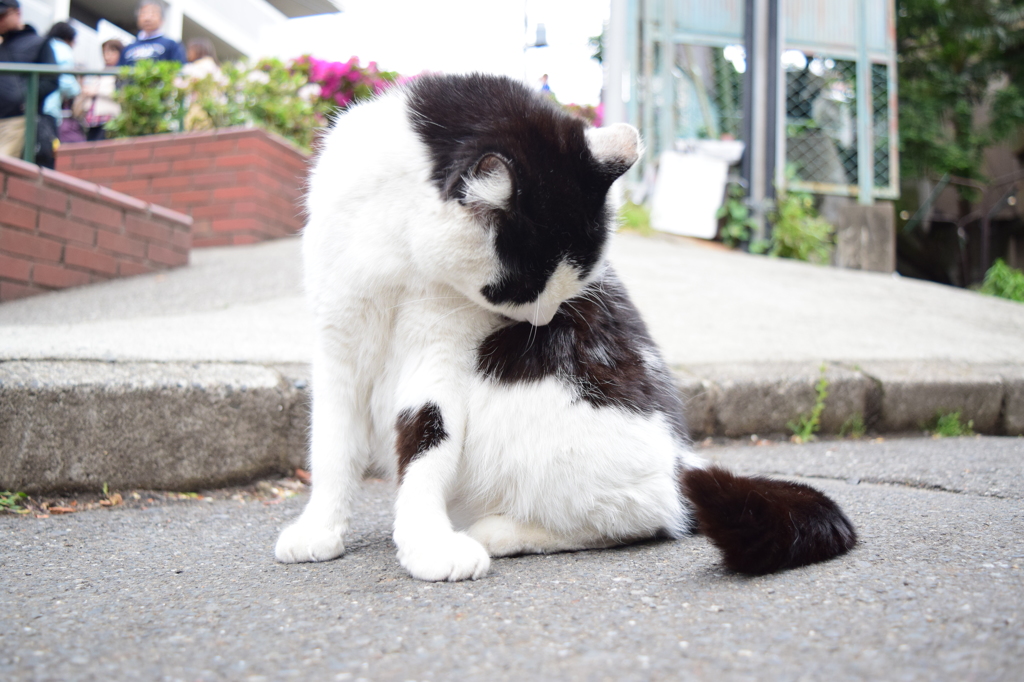 日暮里の野良猫