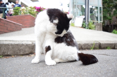 日暮里の野良猫