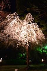 夜のしだれ桜
