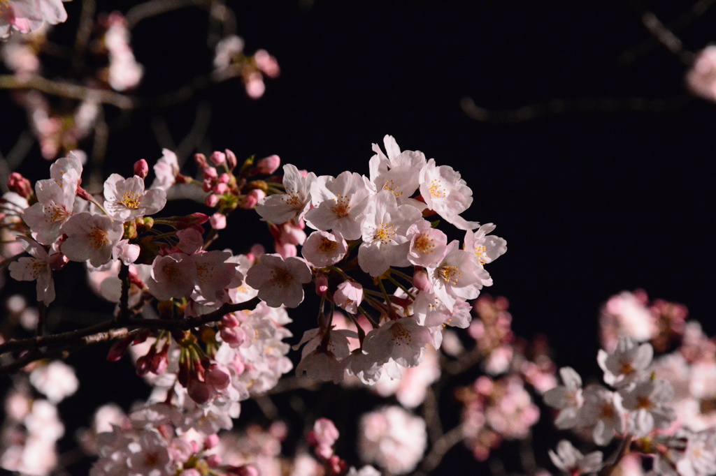 夜桜
