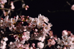 夜桜